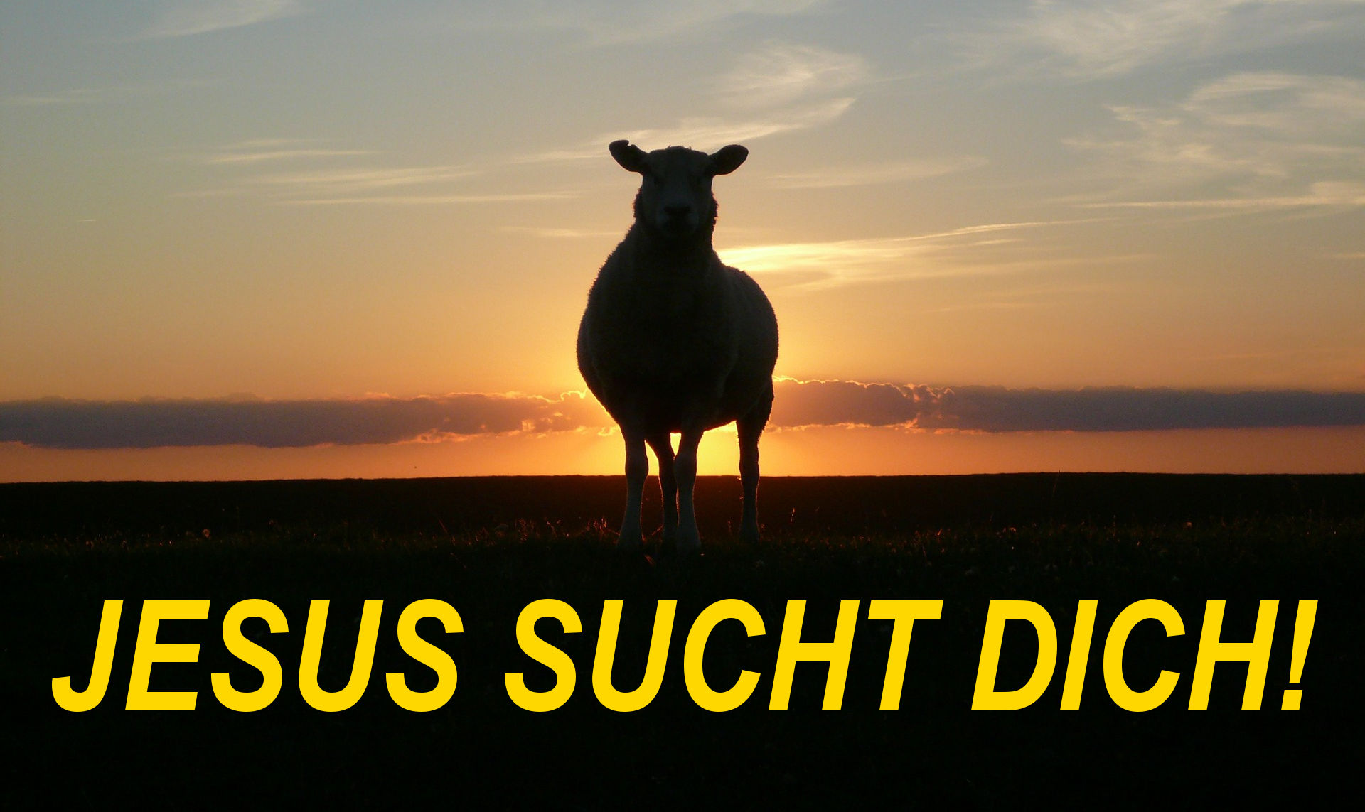 schaf